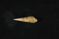 藏品(錐蜷)的圖片